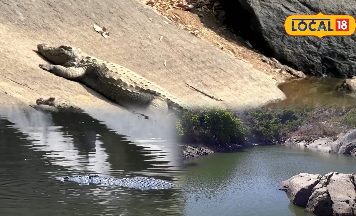 Mount Abu Crocodile Park: यहां छिपा है मगरमच्छों का ठिकाना, 130 रुपए में जंगल के बीच दिखेगा रोमांचक नजारा