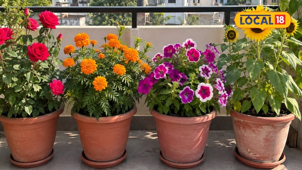 Gardening Tips: गमले में लगाएं ये 6 फूल कुछ ही हफ्तों में खिल उठेगी बालकनी जानें आसान बागवानी टिप्स