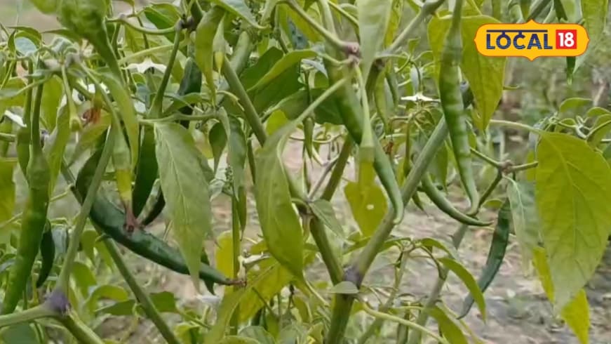 Jalore Chilli Farming: शुरू हुई मिर्च की बुवाई किसान इन छोटी-छोटी बातों का रखें ध्यान फसल पर पड़ेगा सीधा असर