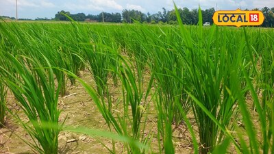 Purvanchal Farmers Can Sow Wheat on Time with These 7 Paddy Varieties; Learn Special Options.