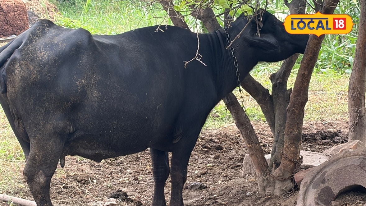 Essential Livestock Buying Tips: Evaluate Animal Fitness and Gait Before Purchasing