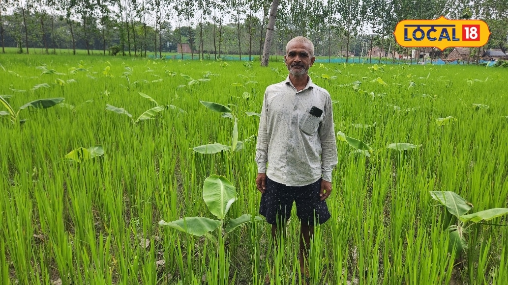 बहराइच के किसान बृजेश कुमार ने अपनाया जीरो-कॉस्ट खेती का अनोखा मॉडल बिना खाद-रसायन के केले और धान की सह-फसली खेती किया