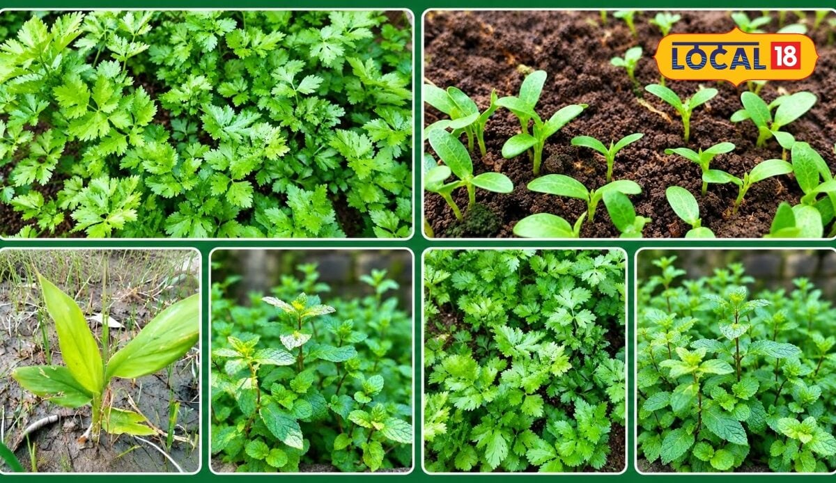 Tips: बाजार से क्यों खरीदना आपकी बालकनी बनेगी स्पाइस गार्डन गमले में ऐसे उगाएं ये 5 ताजे मसाले