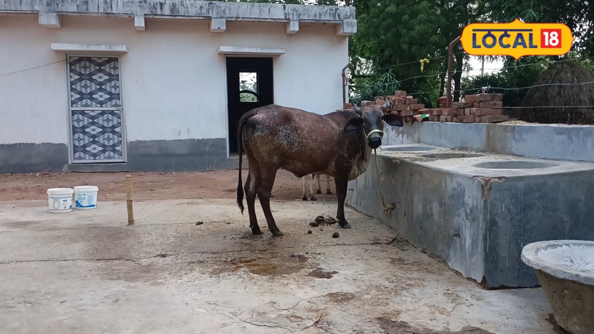 मात्र ₹289 में कराएं मवेशी का बीमा, अनहोनी पर मिलेगी ₹50 हजार तक की मदद, जानें बिहार सरकार की योजना