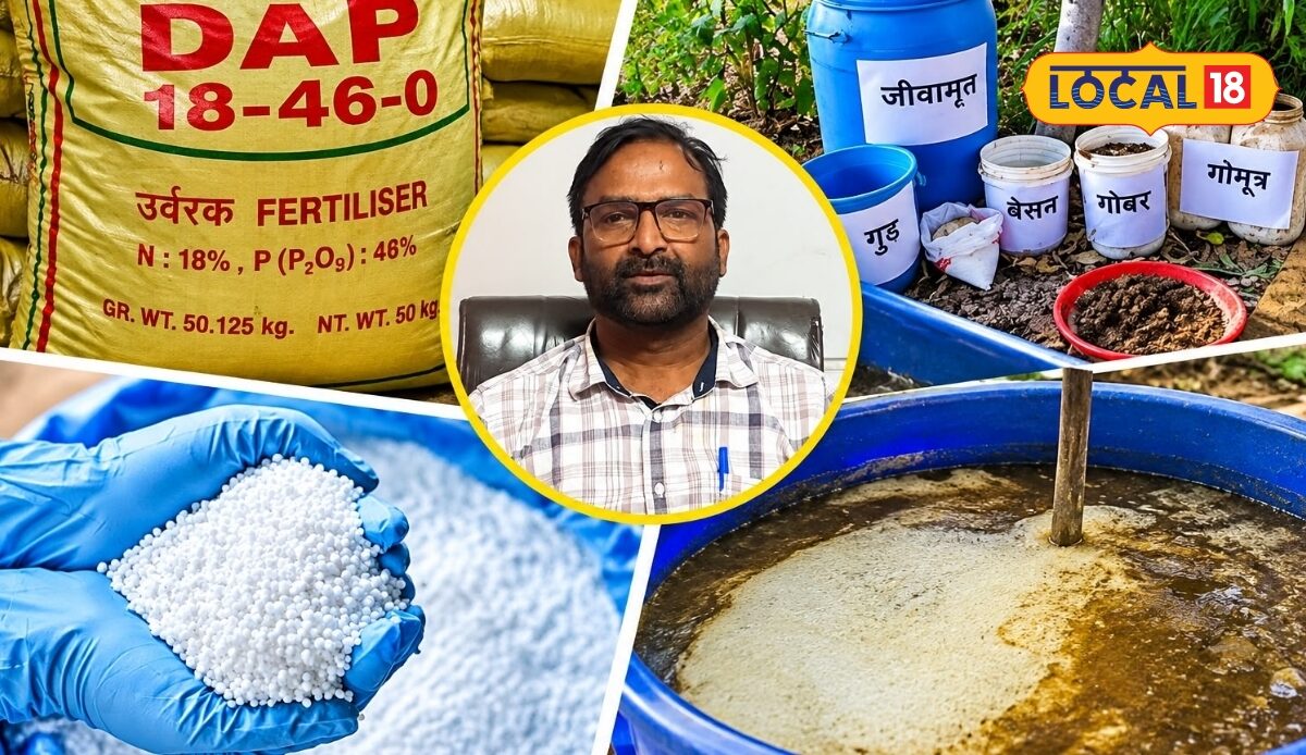 गोबर, गुड़, बेसन और गोमूत्र से बनाएं जैविक खाद, DAP-यूरिया का विकल्प, 100 दिन तक कर सकते हैं इस्तेमाल