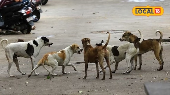 आजमगढ़ में आवारा कुत्तों के बढ़ते प्रकोप से निपटने के लिए बनेगा ABC सेंटर नगर पालिका परिषद नें भेजा 1 करोड़ का प्रस्ताव