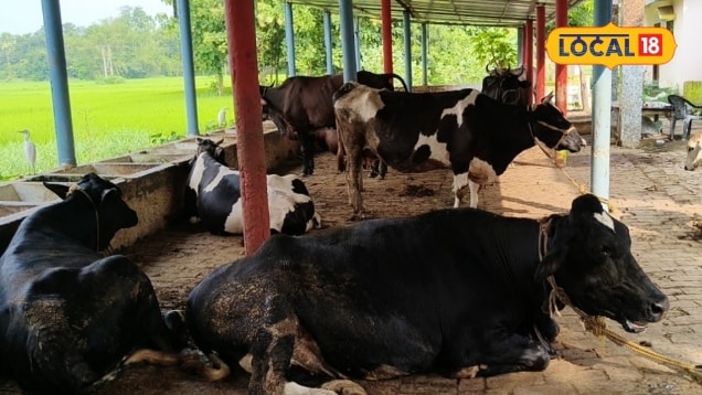 डेयरी फार्म खोलने जा रहे हैं गाय की नस्ल चुनने में न करें गलती किसान से जानें कौन सी गाय बेहतर