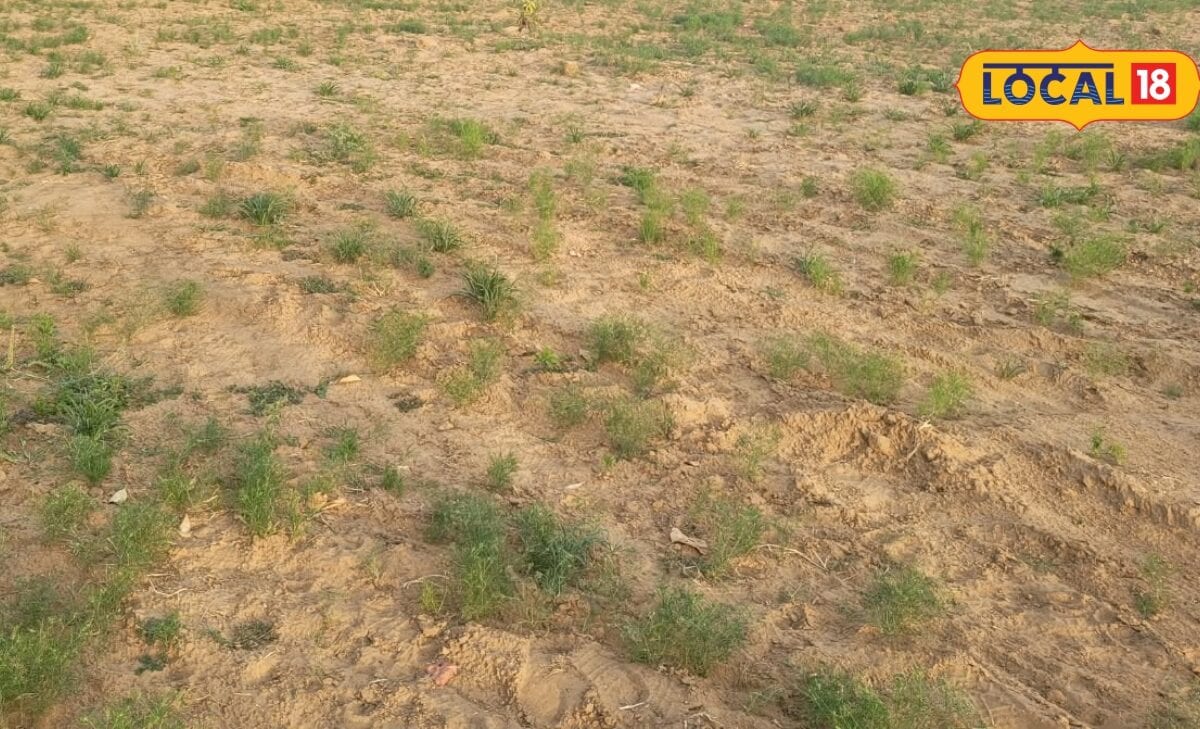 Agri Tips: खेत में बचे फसल को आग लगाने के बजाय ऐसे करें उपयोग खर्च भी बचेगा और मिट्टी की सेहत भी रहेगी बेहतर