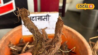 Jatamansi: Himalayan Herb Boosts Hair Growth, Calms Mind