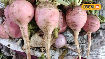 Mountain Radish: Unique in Taste, Color, and Utility, Every Part is Special