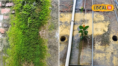 Combat Moss & Unwanted Plants on Walls: Easy Home Remedies for a Clean Monsoon