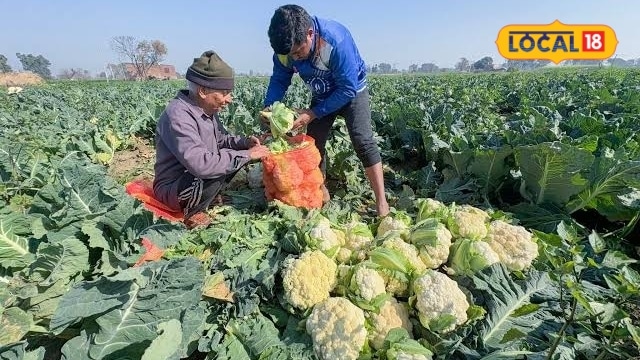 सितंबर-अक्टूबर में करें फूलगोभी की इन किस्मों की खेती, होगी बंपर पैदावार और छप्परफाड़ कमाई