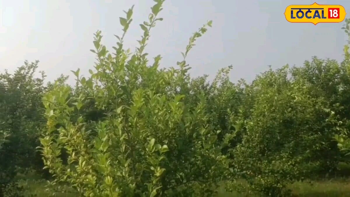 सीतामढ़ी के किसान ने नींबू की खेती से कमाए 2.5 लाख
