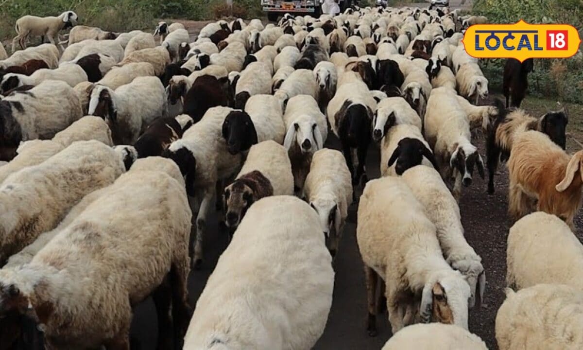 Sheep Farming Business: ज्यादा भेड़ खरीदना नहीं सही नस्ल और खर्च का मैनेजमेंट बढ़ाएगा कमाई किसान जानें टिप्स