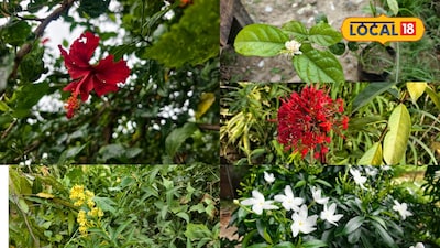 Want 12 Months of Flowers? Plant These 5 Now, Fill Your Home with Fragrance!