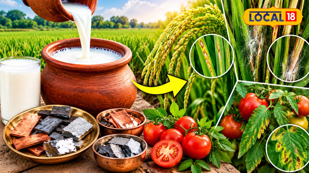 महंगे कीटनाशकों का झंझट खत्म, फसल के फंगस से छुटकारा दिलाएगा खट्टी छाछ का देसी घोल, इस खास बर्तन में करें तैयार