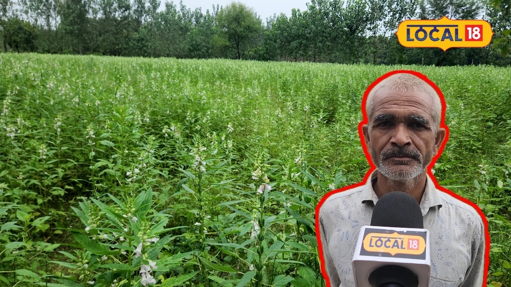 बहराइच के किसान बृजेश कुमार ने धान की जगह तिल की खेती कर बनाई मिसाल एक एकड़ में 5 क्विंटल पैदावार कृषि वैज्ञानिकों ने की सराहना