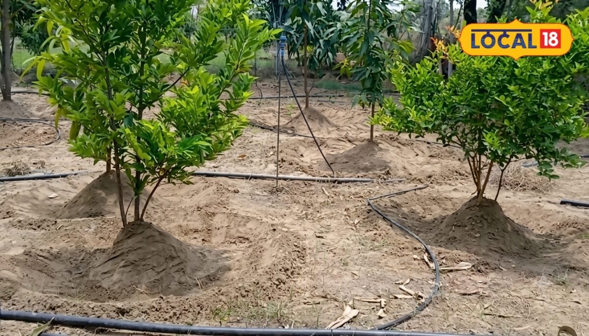 Agri Tips: पौधों की बढ़वार के लिए थांवला बनाते समय रखें ध्यान ये 6 गलतियां जड़ों को पहुंचा सकती हैं नुकसान