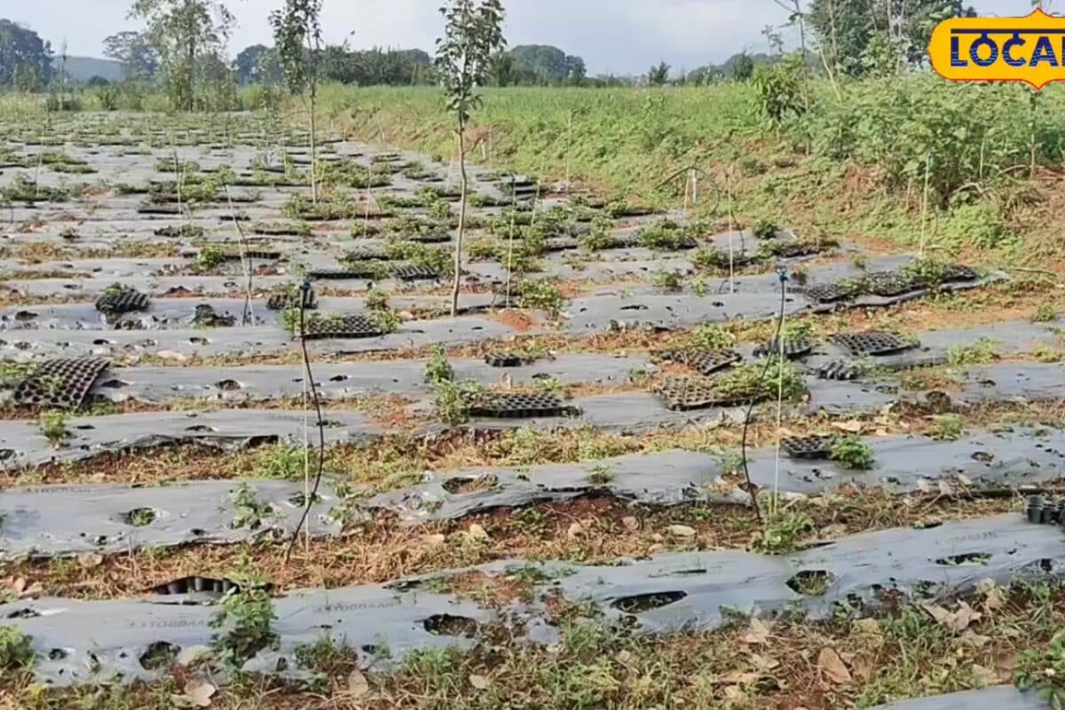 Strawberry Kheti: पलामू के किसान ध्यान दें! इस समय खेत में लगा दें स्ट्रॉबेरी एक एकड़ से 3-4 लाख तक मुनाफा संभव