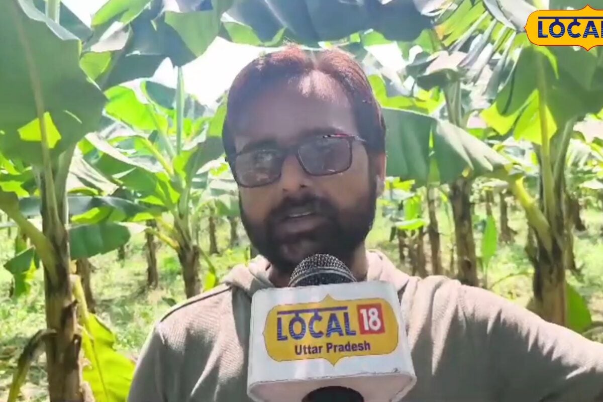 किसान श्याम मिश्रा ने गन्ना छोड़ 20 बीघे में लगाया केला G9 गोल्ड वैरायटी बनी पहली पसंद लाखों में हो रही कमाई