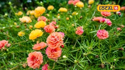 Natural Home Makeover: 8 Flowering Plants for Gate to Balcony Splendor