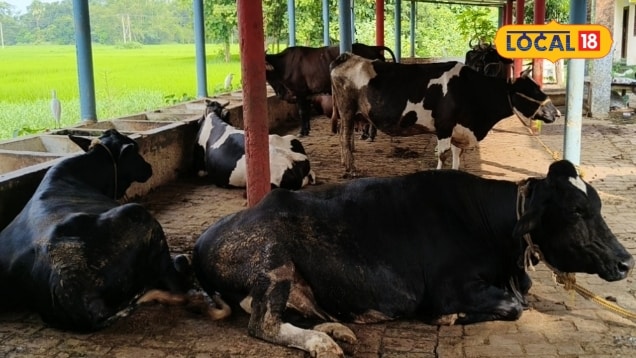 Dairy Farming Tips: कितनी गाय से शुरू करें डेयरी फार्मिंग कौन सी नस्ल देगी बेहतर मुनाफा किसान से जानें सबकुछ