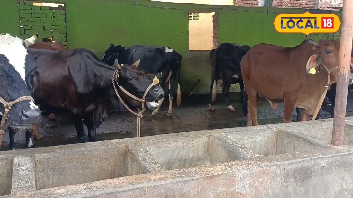 2 से 15 गाय तक पहुंचा कारवां हर दिन 100kg से अधिक दूध की बिक्री अरविंद ने डेयरी फॉर्मिंग से ऐसे बदली किस्मत