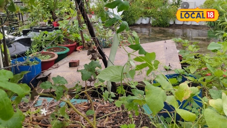 Balcony Gardening Tips: सब्जियां छोटी रहकर सड़ जाती हैं समझें परागण का गणित पूसा वैज्ञानिक से जानें सबकुछ