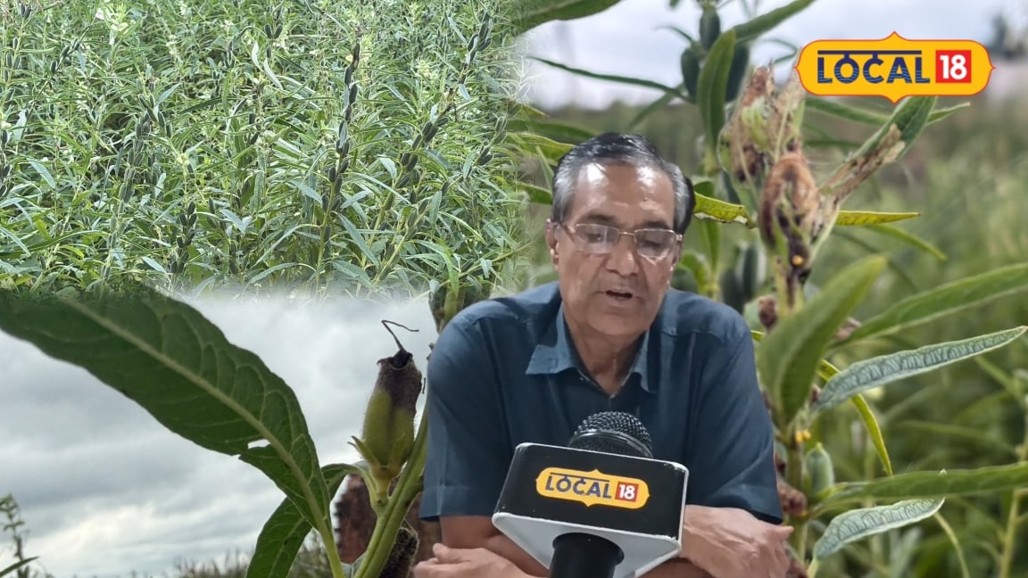Sesame Crop Disease Alert: Risk of disease looms over sesame crops during the ripening stage; Agriculture Department issues warning to farmers.