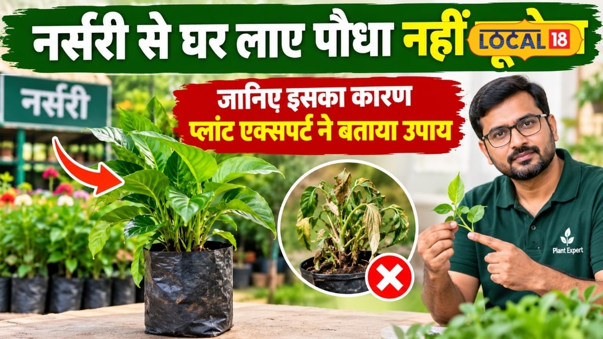 Gardening Tips: नर्सरी से पौधा खरीदकर घर लाए और अगले दिन सूख गया जानें एक्सपर्ट की बताई 5 जरूरी बातें