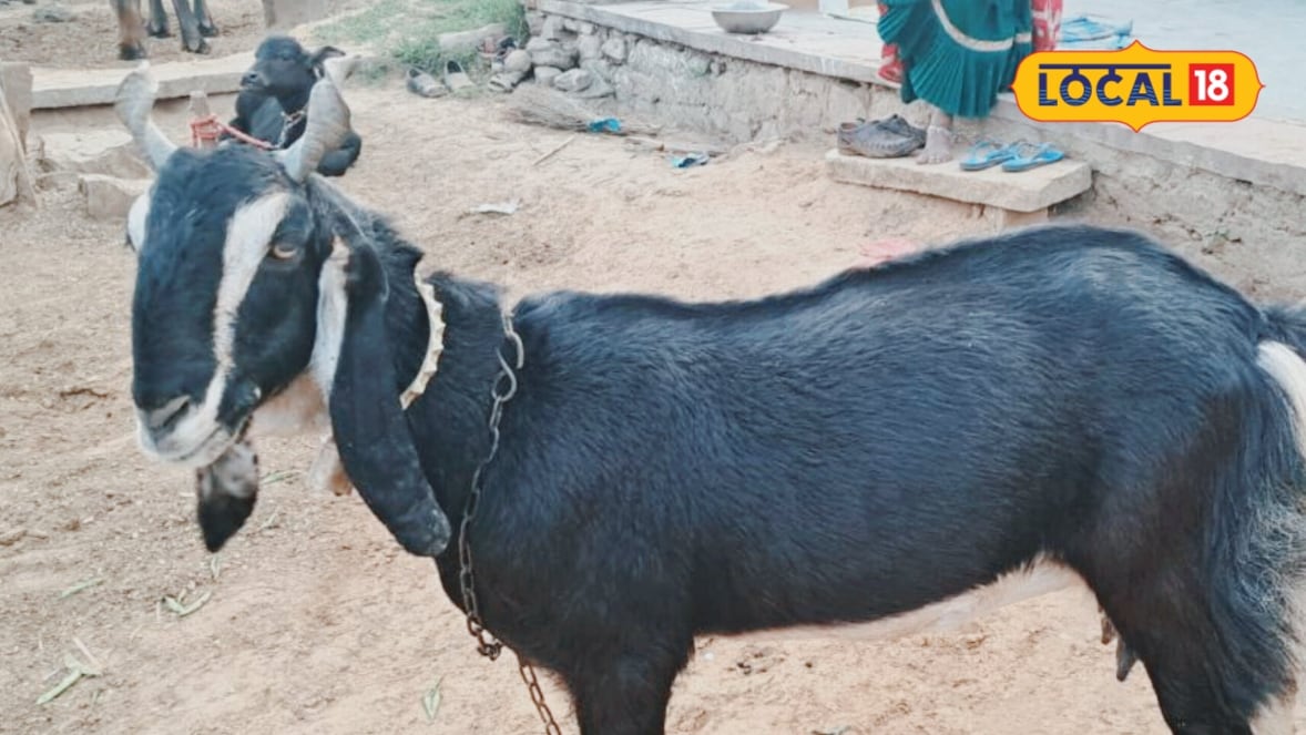 Karauli Goat: Why are livestock farmers choosing this breed? The remarkable features will surprise you.