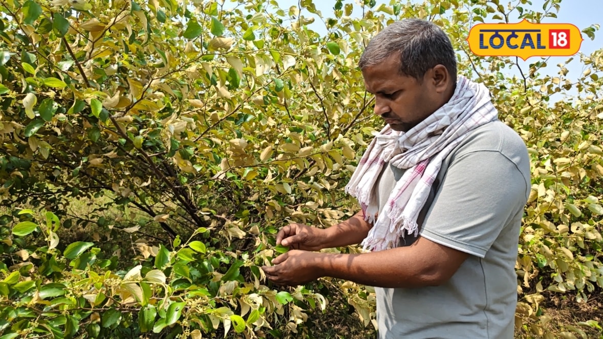 Business Idea: बलिया के ज्ञानचंद नें लगाया बाल सुंदरी और मिस इंडिया बेर 7 साल तक मिलता है फल 12 लाख का है टर्नओवर जानें