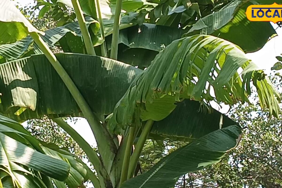 Tips: केले की खेती में सिर्फ नाइट्रोजन काफी नहीं पोटाश की कमी से 40% तक नुकसान संभव ऐसे करें बचाव