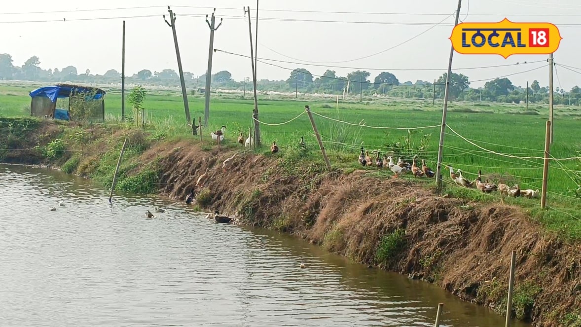 डेढ़ बीघा में बनाया मछली, बत्तख और मुर्गी का फार्म, अब यही तिकड़ी करा रही शानदार कमाई, समझें पूरा मॉडल