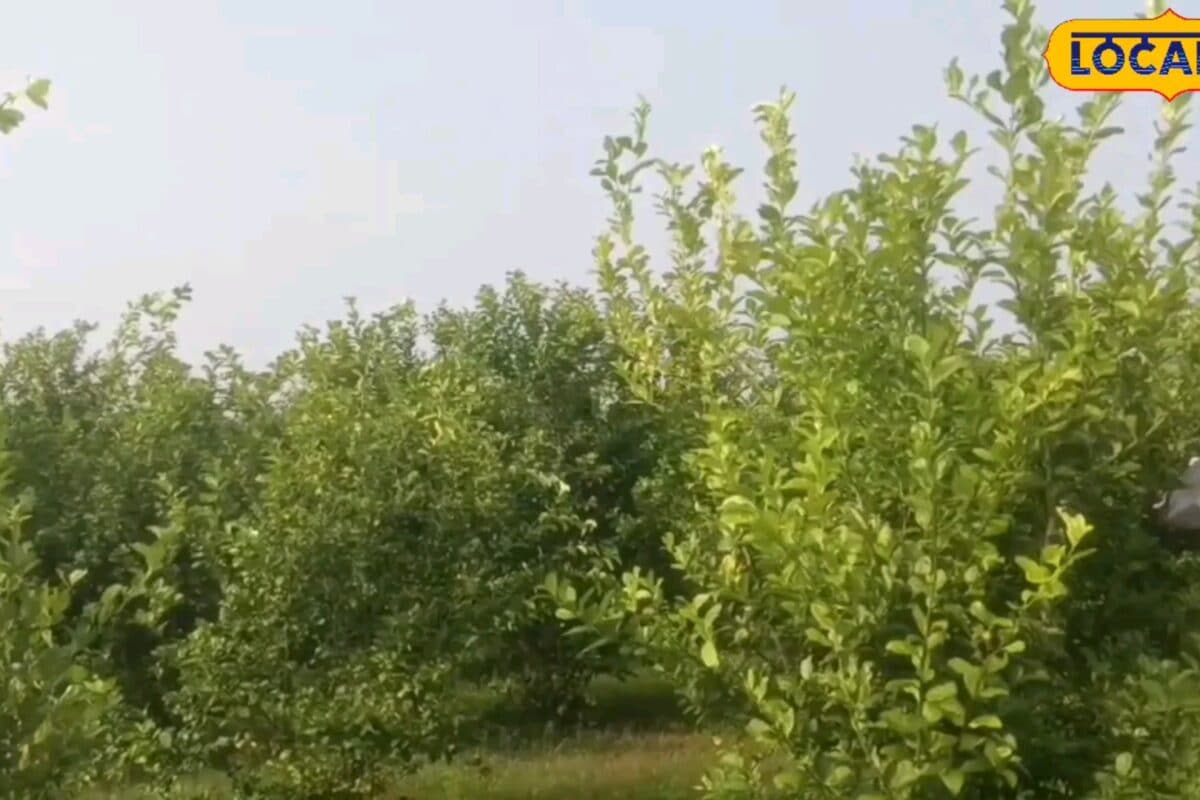खाली जमीन से होगी लाखों की कमाई, 3 साल में मिलेगी ₹2.5 लाख तक मदद, पौधा लगाने से सिंचाई तक सरकार करेगी सहायता