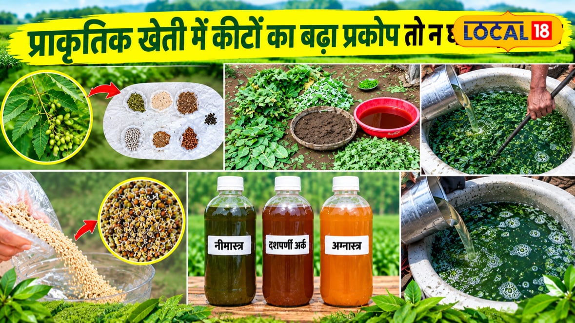 प्राकृतिक खेती में बढ़े कीटों का प्रकोप तो न घबराएं, घर पर तैयार करें ये 3 अस्त्र, दूर-दूर तक नहीं दिखेंगे कीट