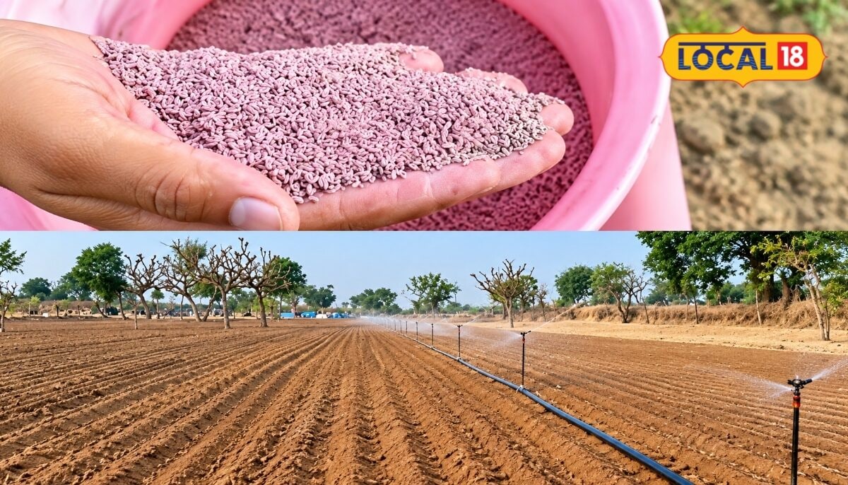 Nagaur Farmers Warned Against Crucial Mistakes in Isabgol Cultivation for High Yields