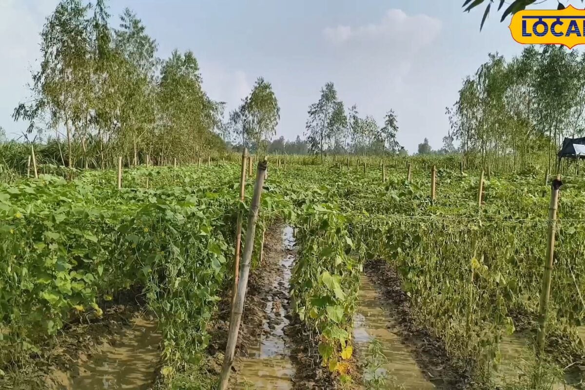 मचान विधि से किसान कर रहे खीरे की खेती 2 बीघा में रोजाना एक कुंतल उत्पादन दिल्ली-कानपुर तक हो रही सप्लाई