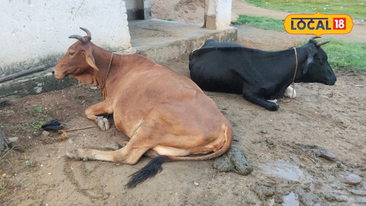 गाय-भैंस का फूलने लगे पेट तो सावधान! घर में मौजूद इन चीजों से मिल सकती है राहत एक्सपर्ट से जानें उपाय