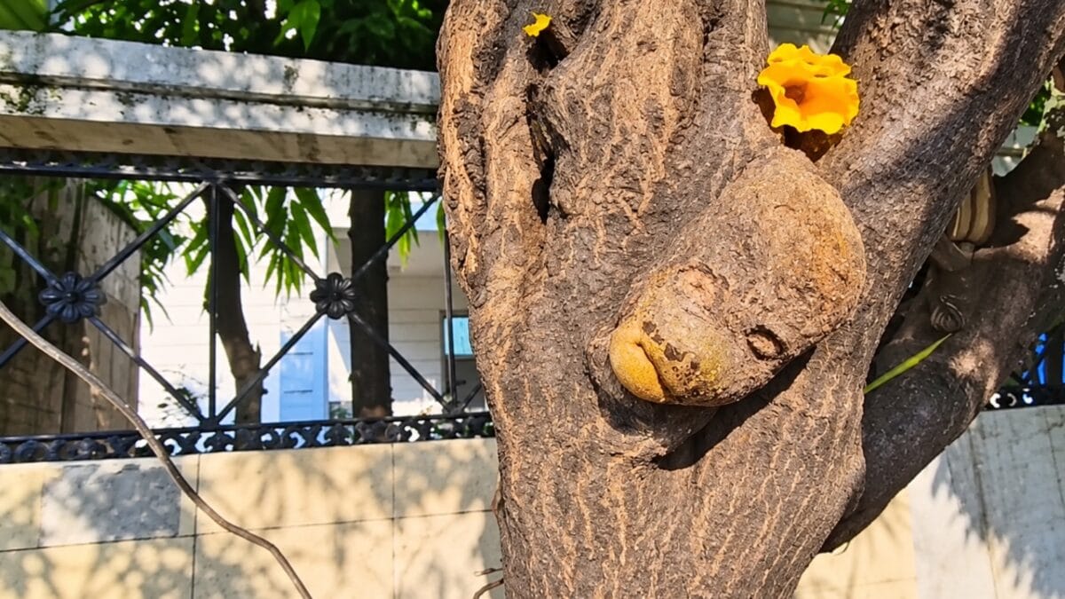 जम्मू के महेशपुरा में पेड़ के तने पर हनुमान जी की आकृति, श्रद्धालुओं की भीड़