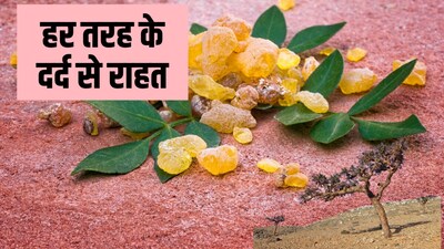लोबान के फायदे. 
