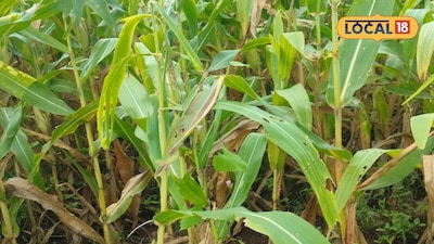 Protect Your Corn Crop: From 'Inverted Y' Pest to Termites, Here's How to Save Your Harvest.