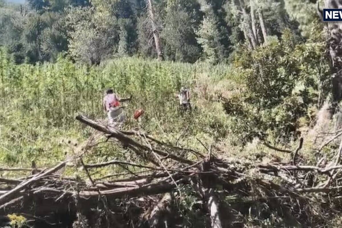 खेत में लहलहा रही थी मनाला क्रीम की फसल अचानक धमक पड़ी ITBP-NCB की टीम कुछ ही मिनटों में तबाह हुआ सबकुछ