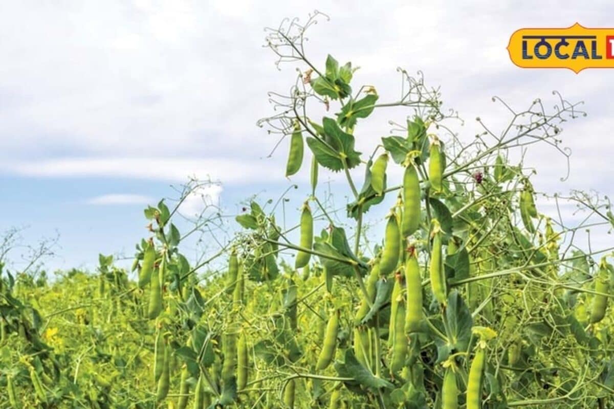 Agriculture: How farmers can cultivate peas on smaller land holdings during the Rabi season for supplementary income alongside main crops.