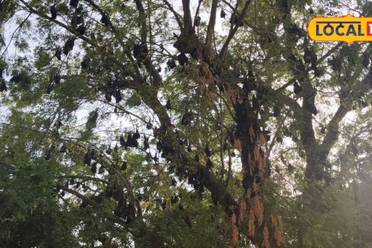 Migration of 400 Fruit Bats to Bikaner Highlights Ecological Shift and Seasonal Patterns