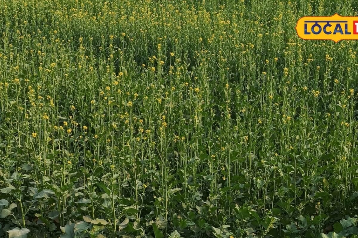 Agriculture Tips: Sow these mustard varieties in September, get bumper yield, just keep these things in mind