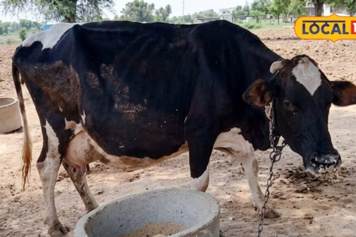 Rajasthan Imposes Strict Controls and Cancels Major Cattle Fairs Amid Lumpy Virus Threat
