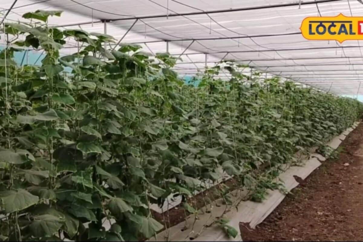 Modern Mulching Techniques Cut Farming Costs and Save Water By Half