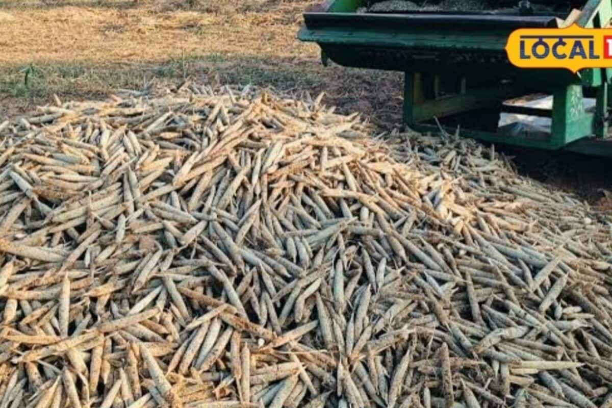 Essential Post-Harvest Management Strategies to Protect Pearl Millet from Moisture and Fungal Decay