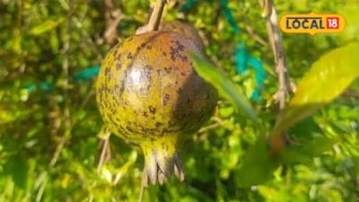 जालौर में अनार की खेती किसानों के लिए कमाई का नया विकल्प बन रही है.